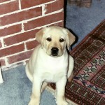 Utley as a puppy