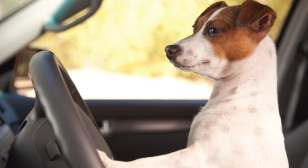 Driving dog